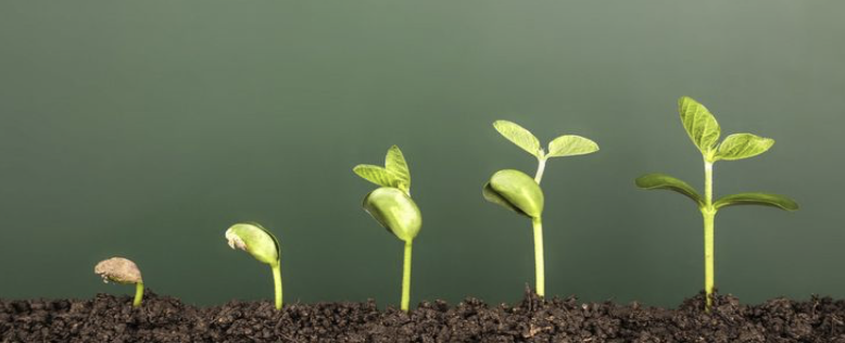 Plant Growth