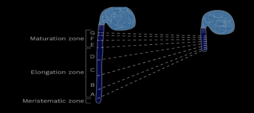 Phases of Plant Growth