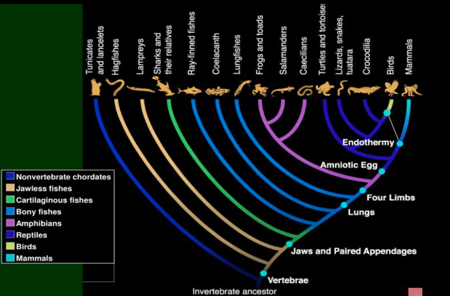 Animal Cladogram