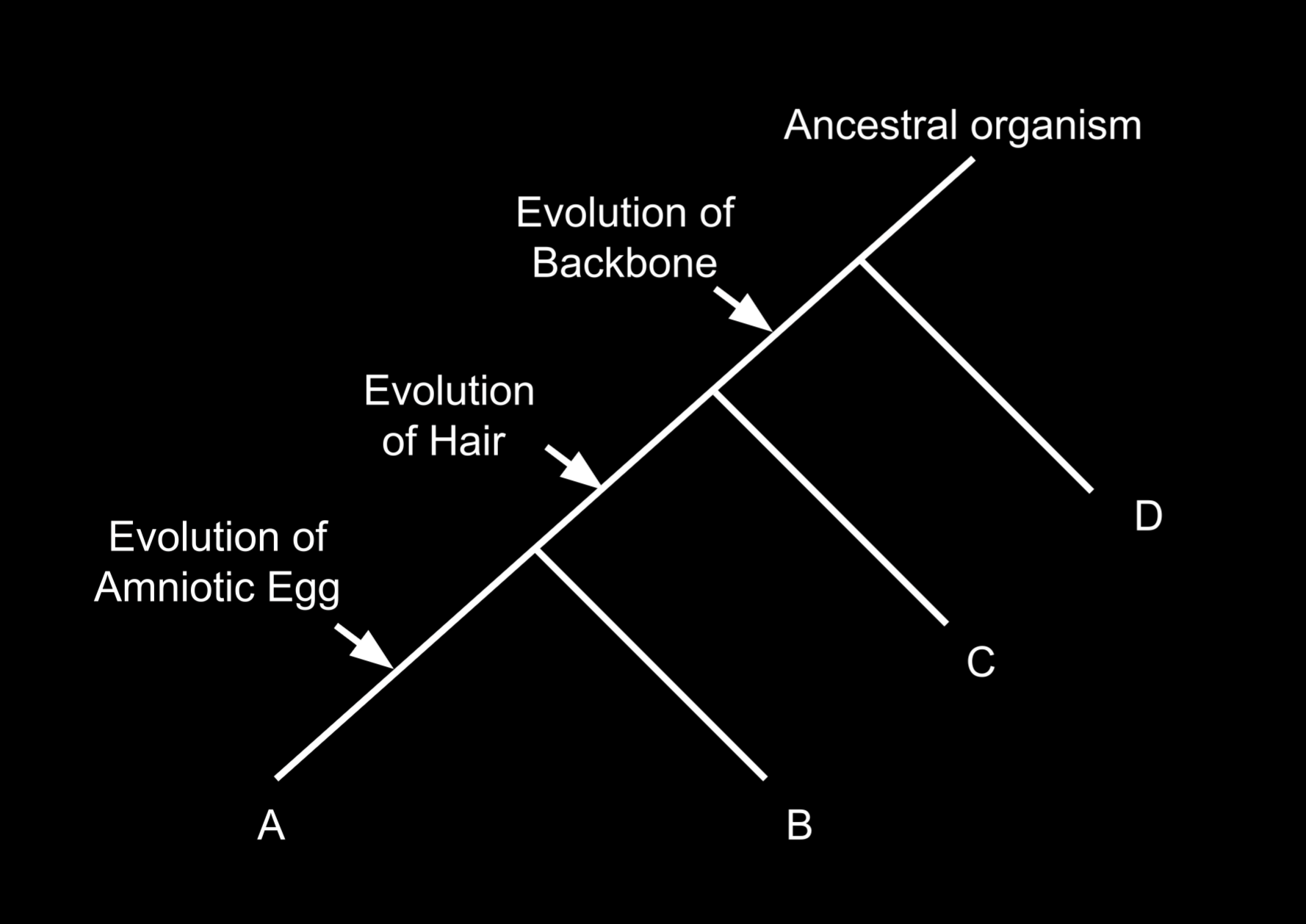 Cladogram Diagram Placeholder