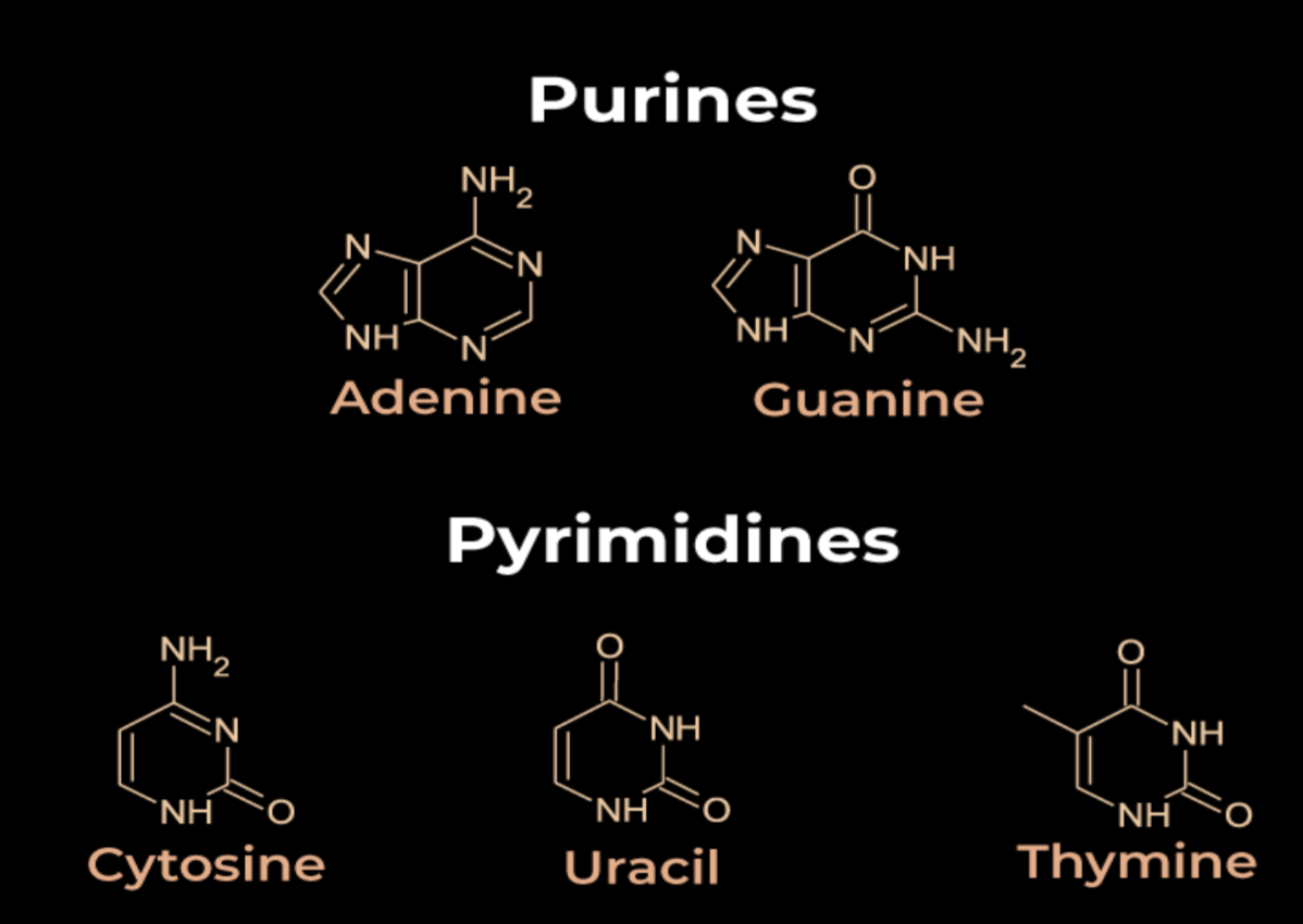 Nitrogenous Bases