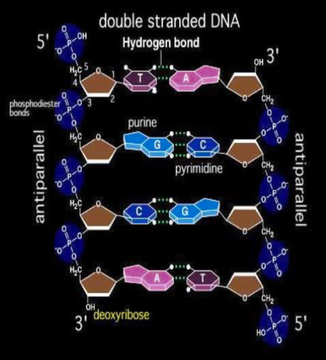 Antiparallel Strands
