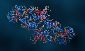 Enzyme Experiments