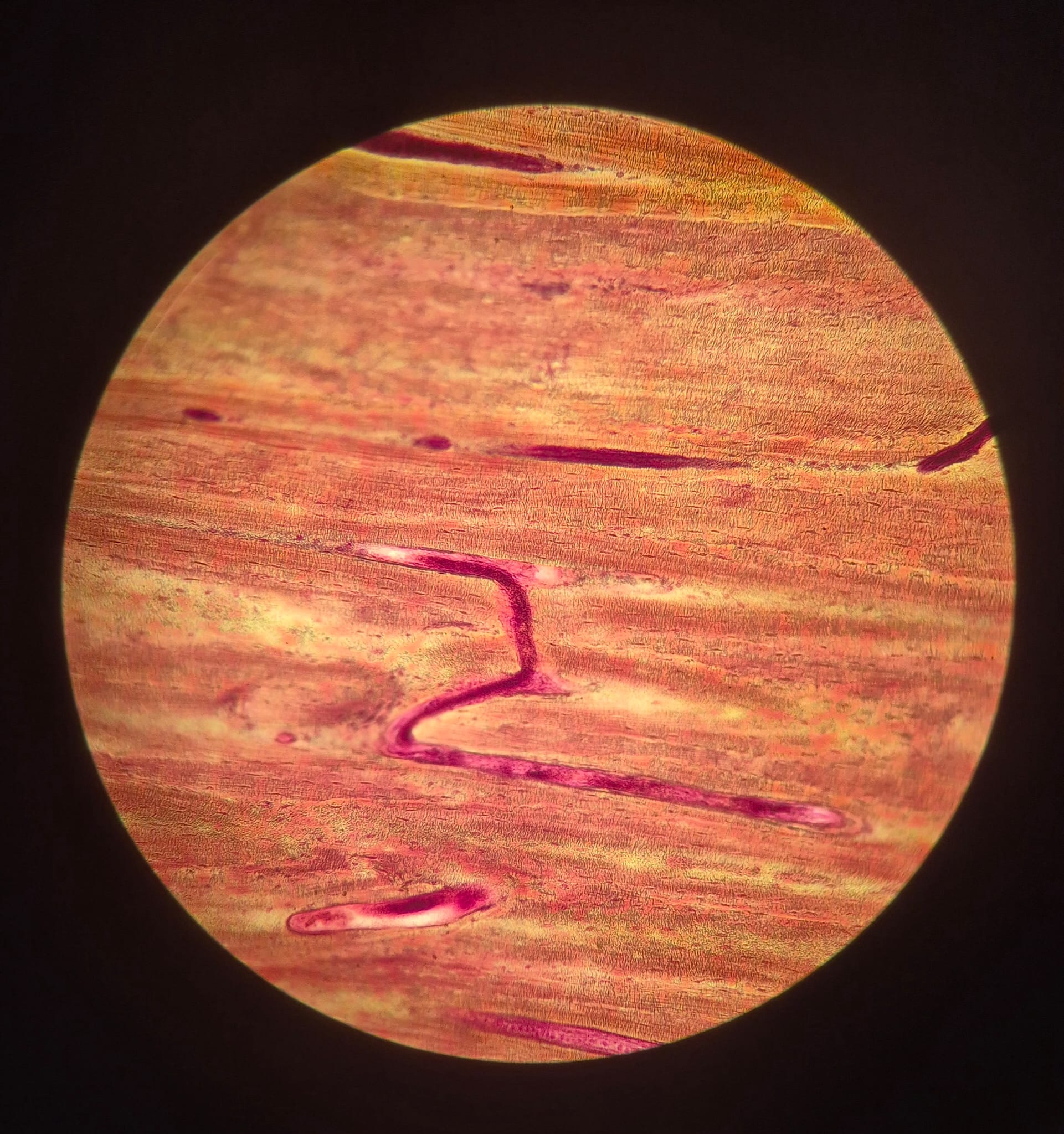Microscope Experiments