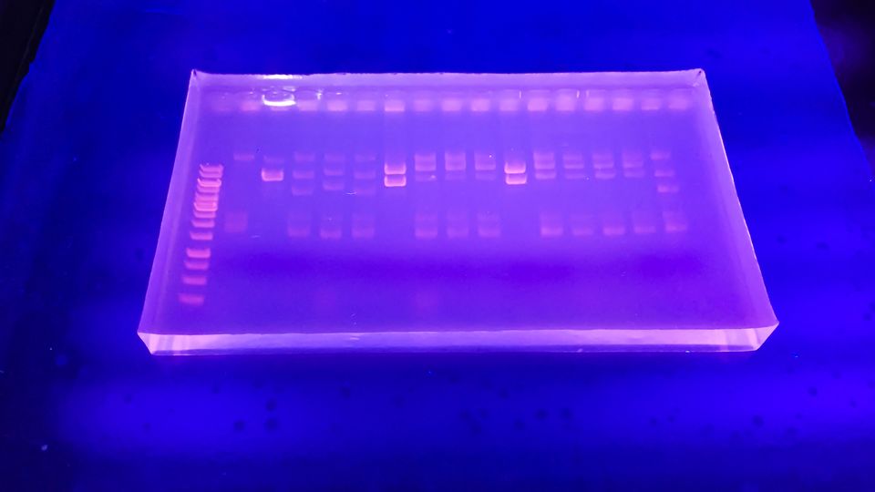 Other Biology Experiments